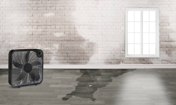 Best Water damage restoration company  in Harrisville, UT